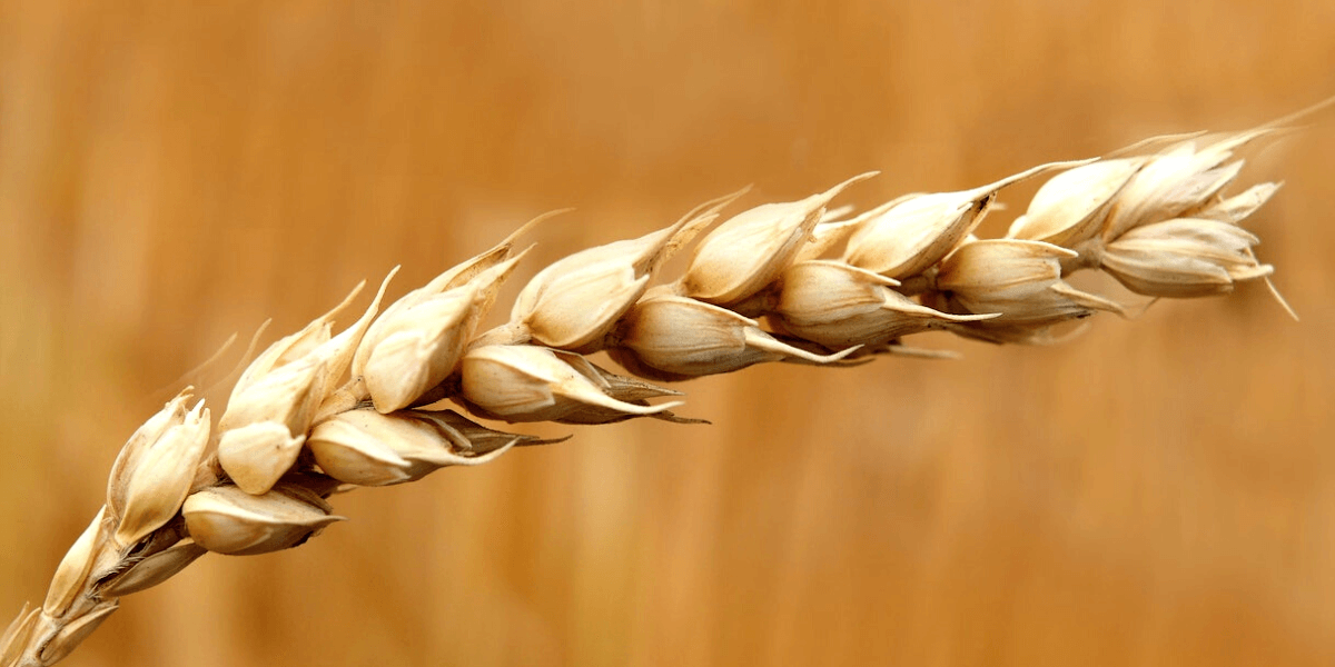 Agile Agriculture Wisefour